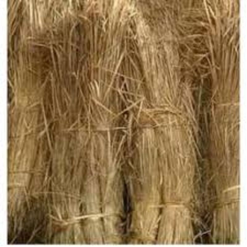 

jedami padi asli 1 kg