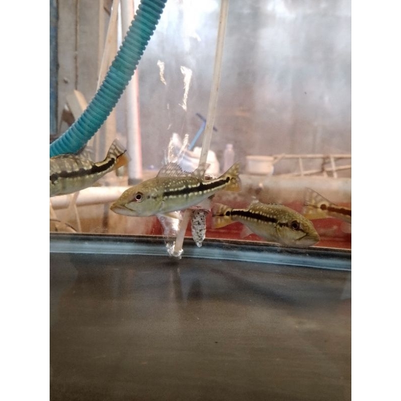 hiasan aquarium Pbass pinima