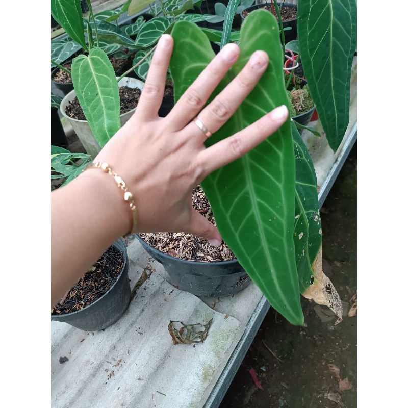 Anthurium Warocqueanum