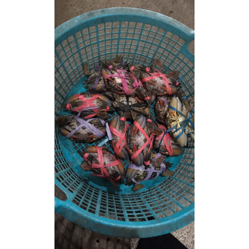 

Kepiting telur