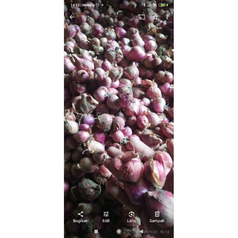 

bawang merah