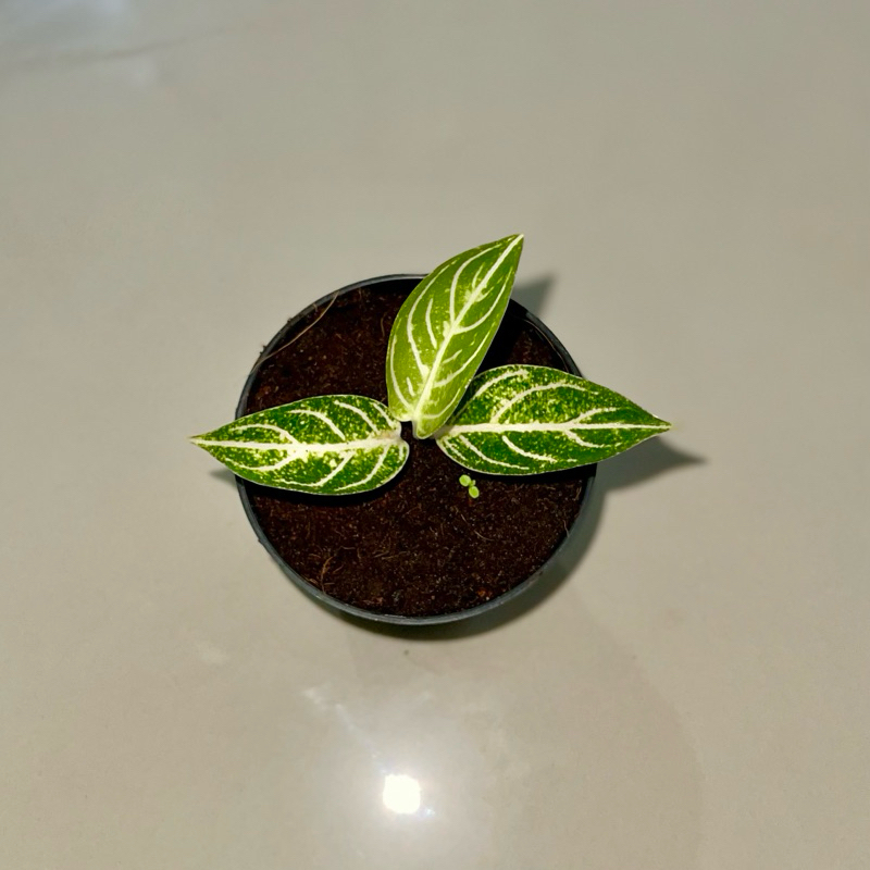 Aglaonema pride of Sumatra white