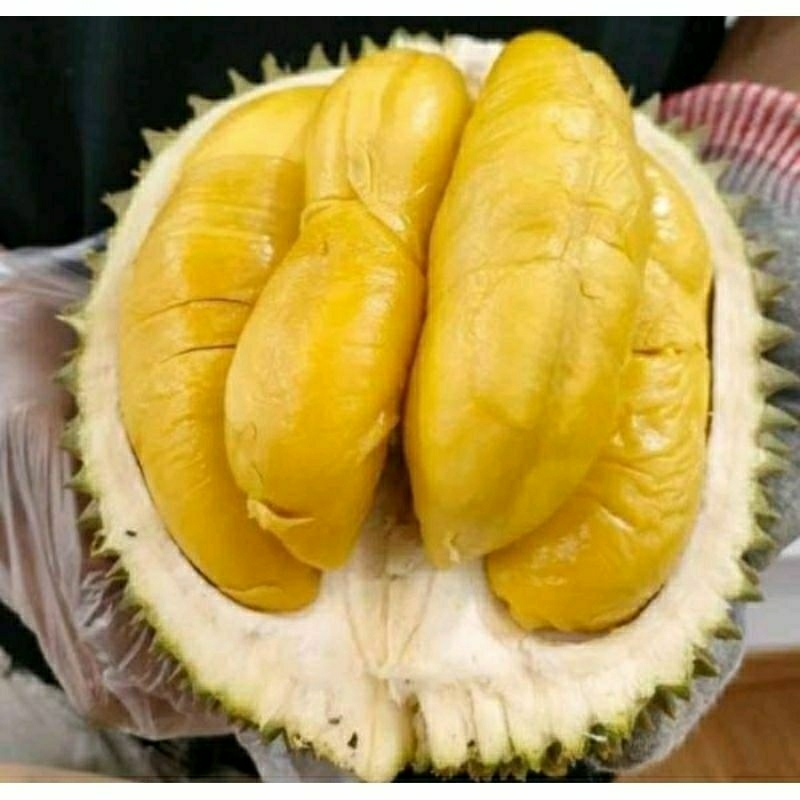 

DURIAN LOKAL SUPER MANIS