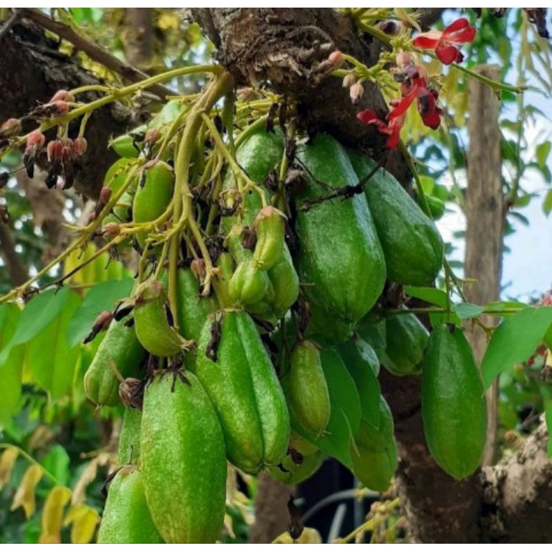 

BIBIT Belimbing wuluh / belimbing sayur