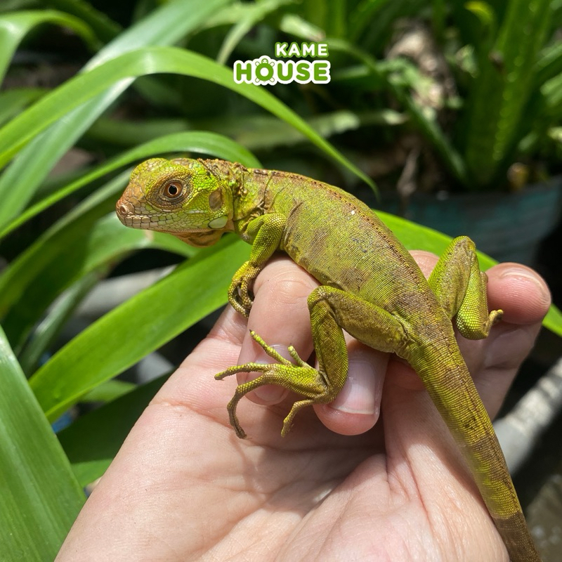 anakan / baby Iguana super red