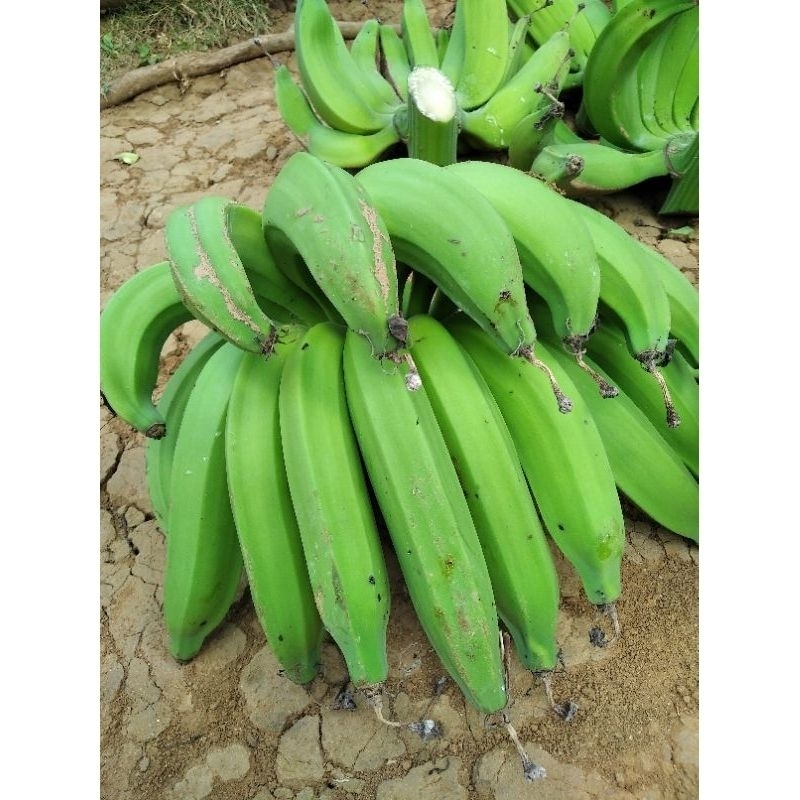 

Buah pisang nangka bahan kripik pisang /pisang super