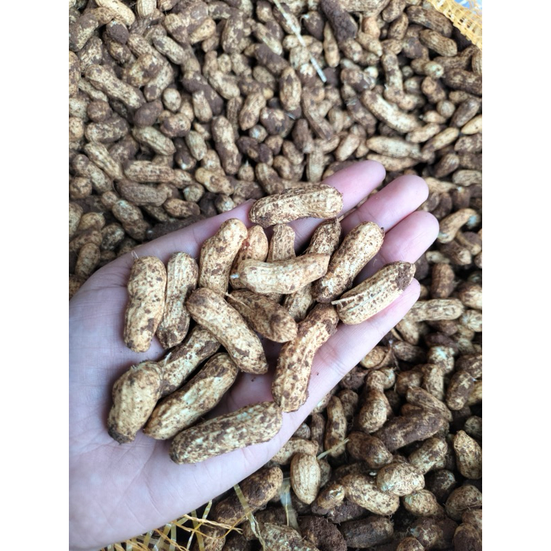 

Kacang Kulit mentah 1 Kg