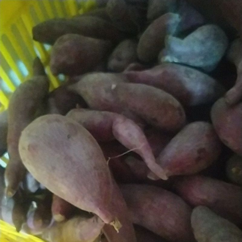 

ubi ungu super sudah di cuci bersih promo 1kg