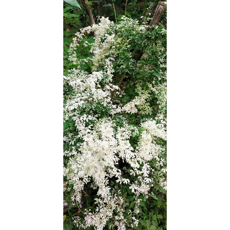 Tanaman Asem Londo / Asem Belanda / Asem Kranji Bahan Stek Bonsai