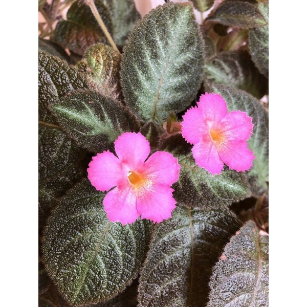 TANAMAN HIAS MURAH EPISCIA PINK PANTHER