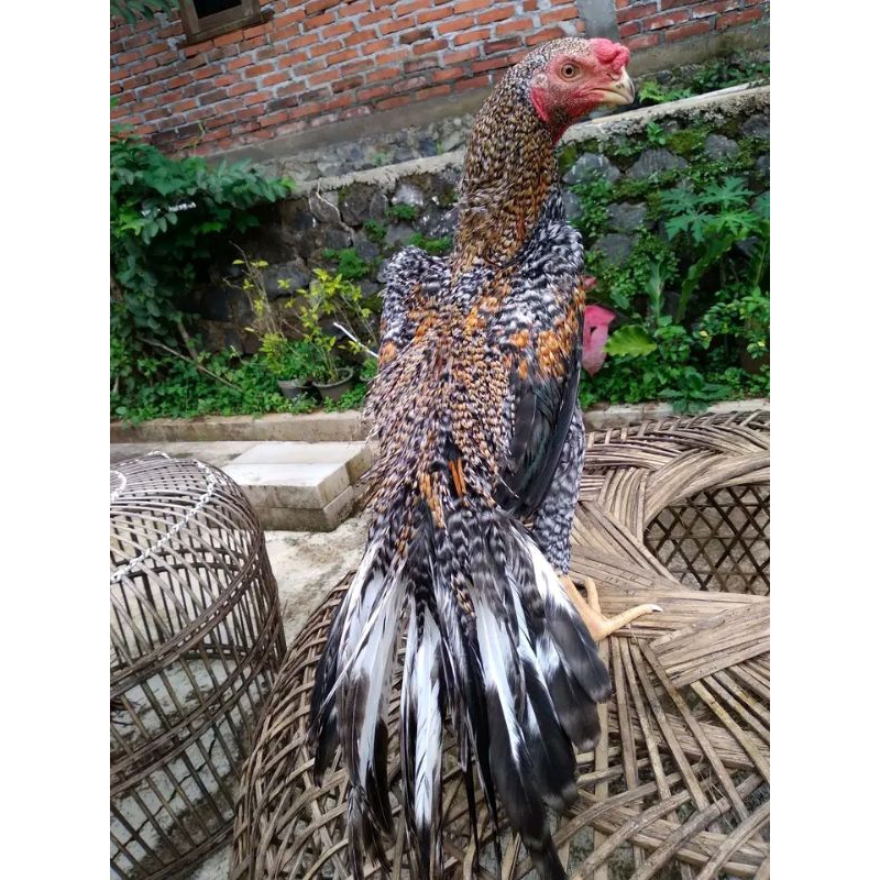

Telur Ayam Assel Parot Berkualitas