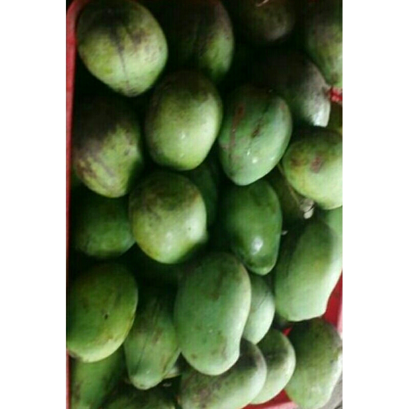 

pencit jawa 15 per kilo