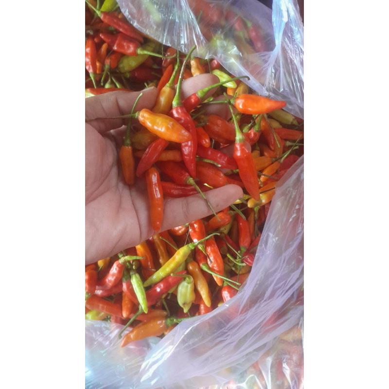 

Cabe Rawit Merah