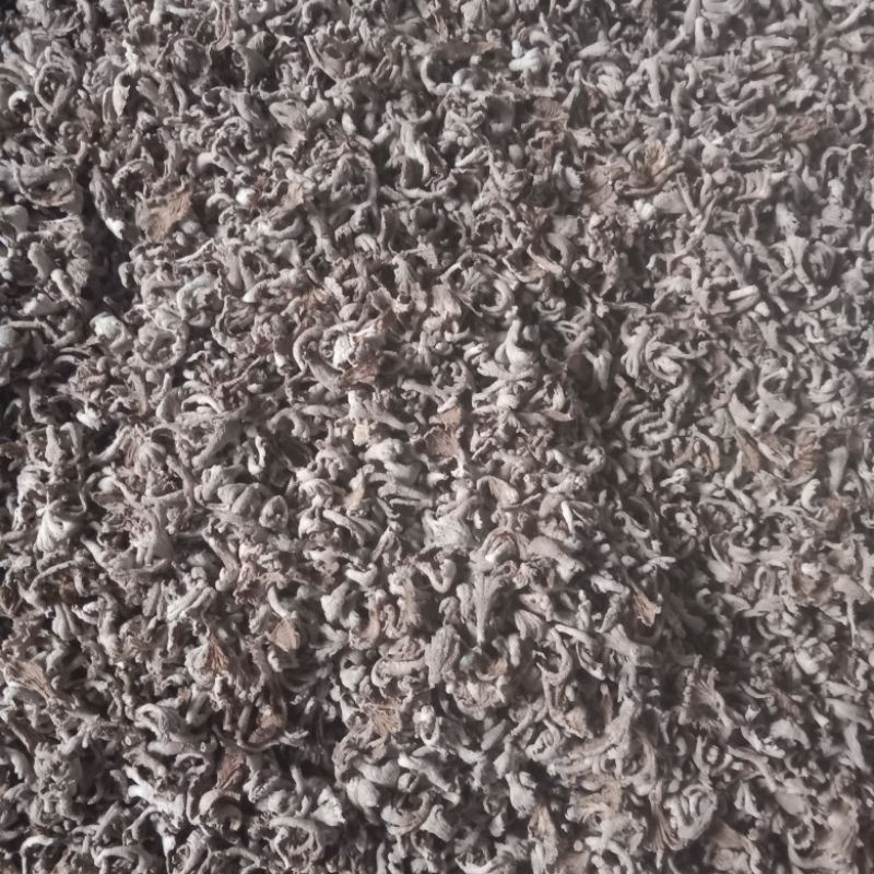 

jamur grigit kecil kecil / sutiran