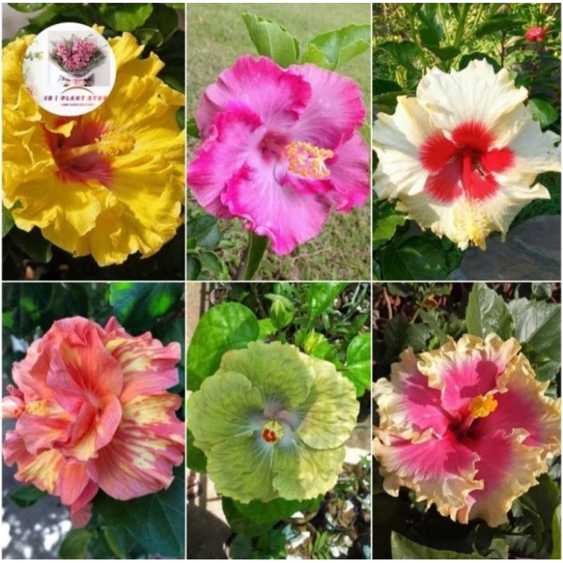 Paket 6 tanaman hias kembang sepatu import - tanaman bunga sepatu bangkok