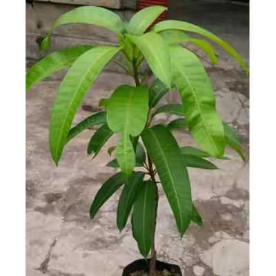 Lintang Gardening Bibit Mangga Gedong Gincu Asli Hasil Okulasi Cepat Berbuah Free Pupuk Npk