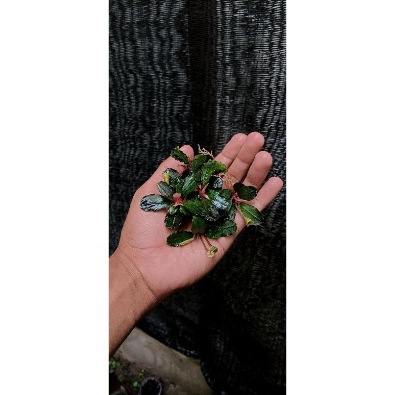 bucephalandra brownie helena nk 2011