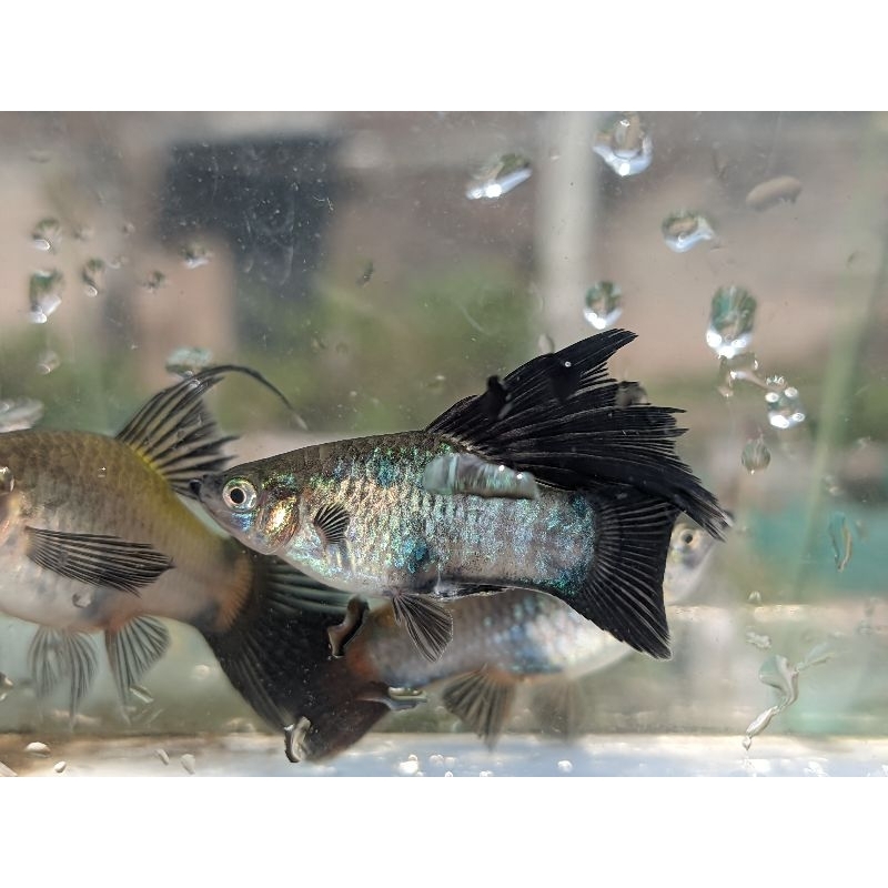variatus wagtail hifin aksesoris aquarium