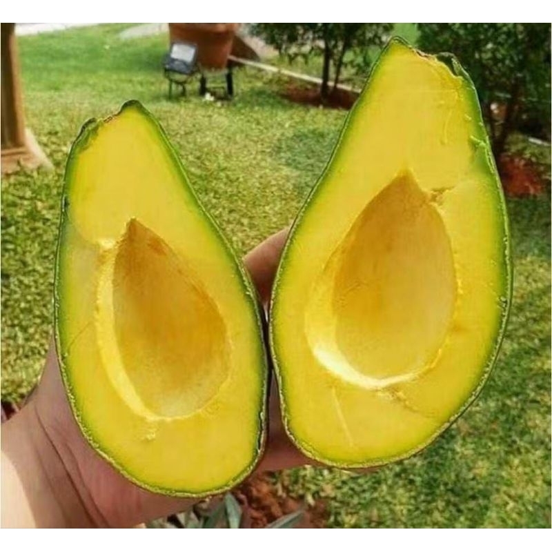 

alpukat mentega murah 1 kg
