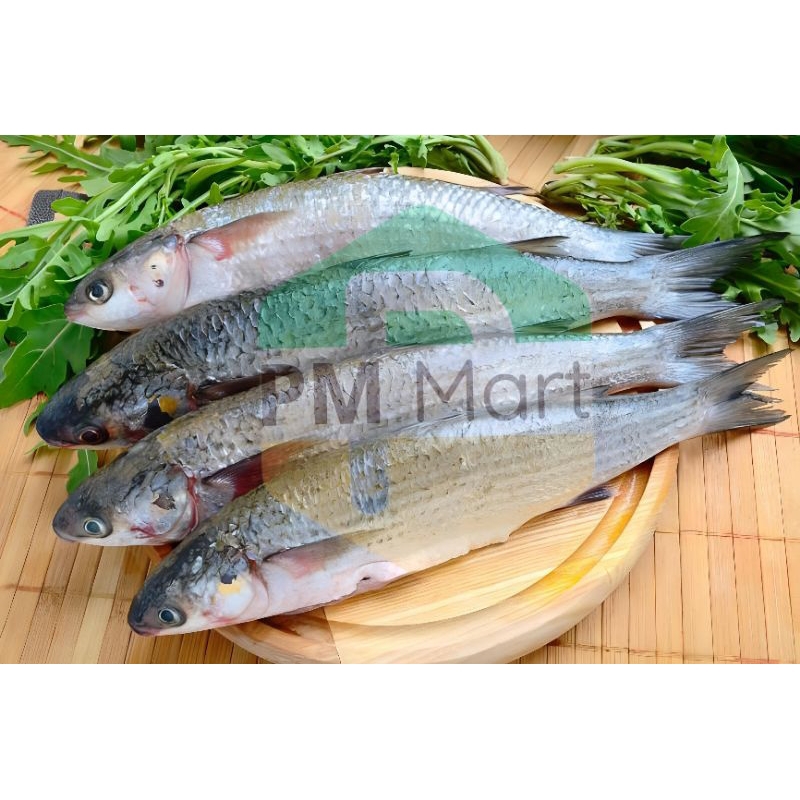 

Jual Ikan Belanak 500 Gram