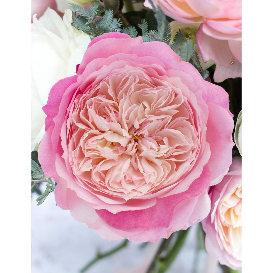 Mawar Import Constance - David Austin Rose