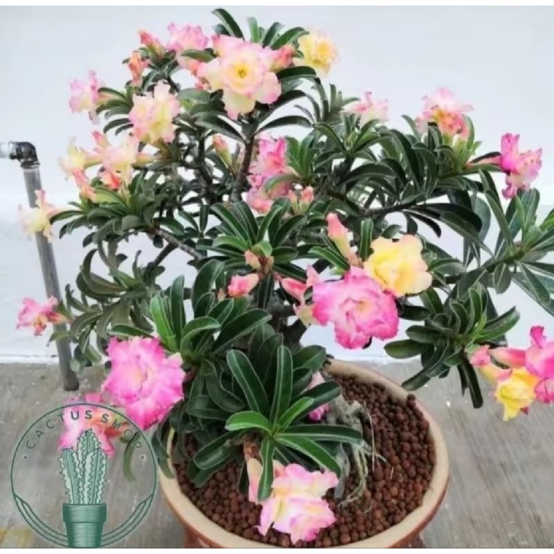 POHON ADENIUM BUNGA TUMPUK 4 RUPA - KAMBOJA JEPANG - BONSAI ADENIUM CABANG SERIBU-TANAMAN KAMBOJA HI