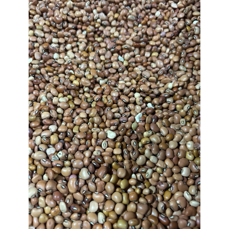 

Kacang Tolo Ecer (250gr)