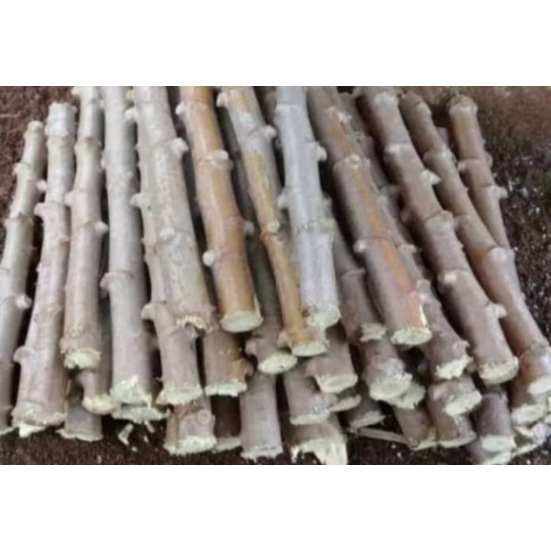 Bibit singkong/Bibit ketela pohon.