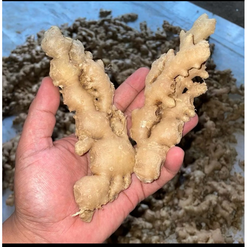 

Jahe Emprit Fresh Cuci Bersih
