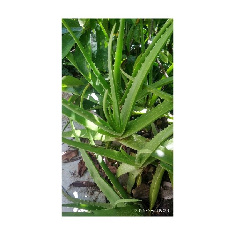 

Daun Aloe Vera