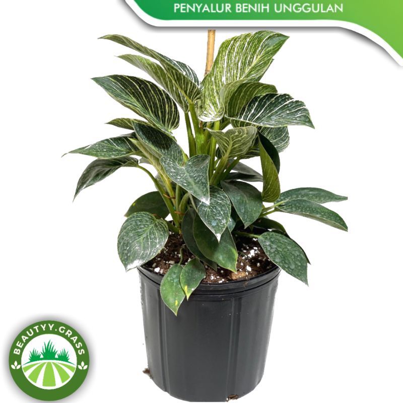 Tanaman hias philodendron birkin rumput - Pohon birkin mewah / Tanaman philodendron birkin super