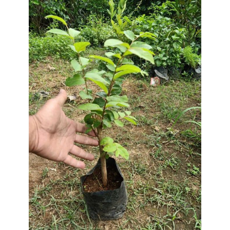 Revando45 Bibit Bunga Sakura Original