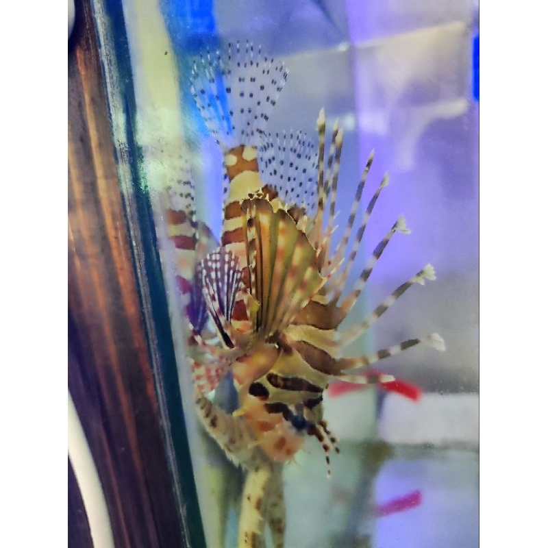ikan lionfish scorpion fish niles