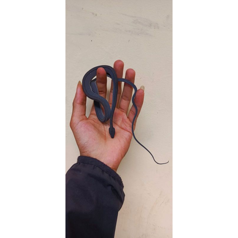dragon snake