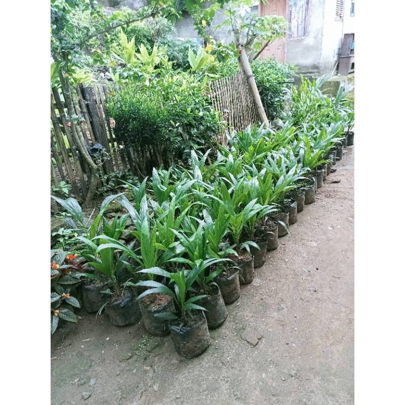 tanaman kelapa sawit unggul PPKS/bibit kelapa sawit/asli medan harga satuan/polybag Media tanam bibi
