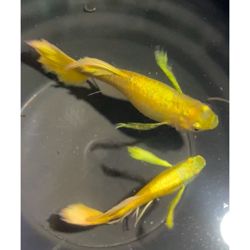 Biground aquarium guppy fullgold ribon non COD