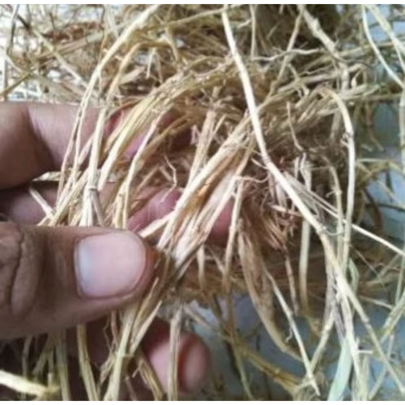 

Akar Alang Alang Organik