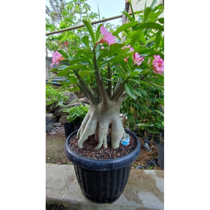 Adenium Arabicum RCN