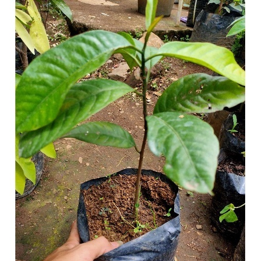 Bibit pala kualitas unggulan terbaik