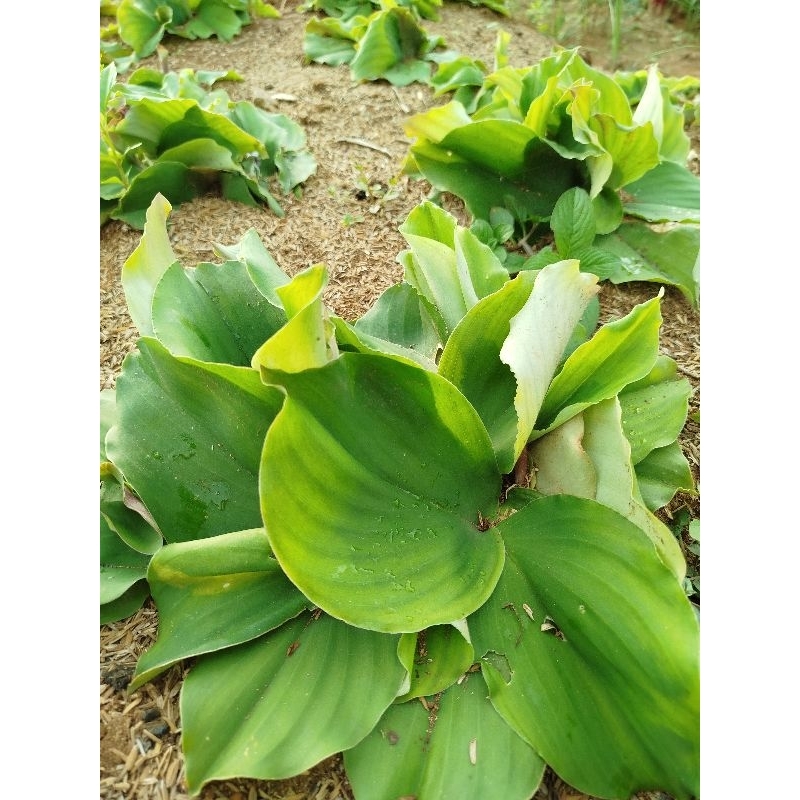 

Daun kencur cikur segar 250gram