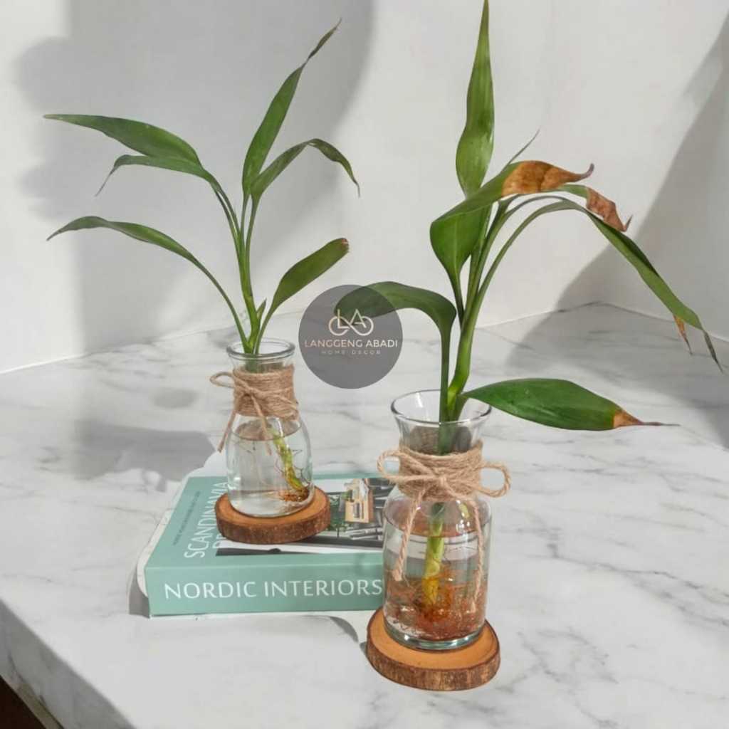 Vas Bunga Kaca Bening Aesthetic | Vas Bunga Kaca Pajangan Dekorasi Minimalis| Vas Kaca Bulat | Vas T