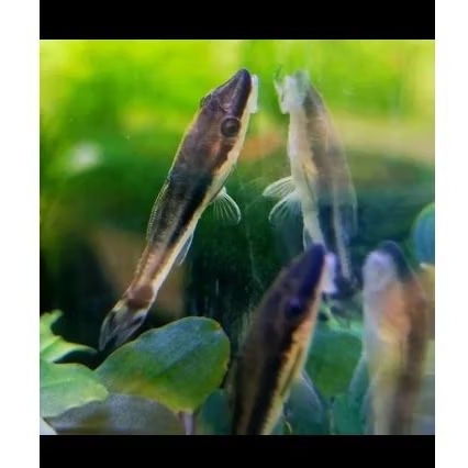 ikan otocinclus affinis pembersih lumut aquarium ikan oto cinclus affinis pembersih algae aquascape