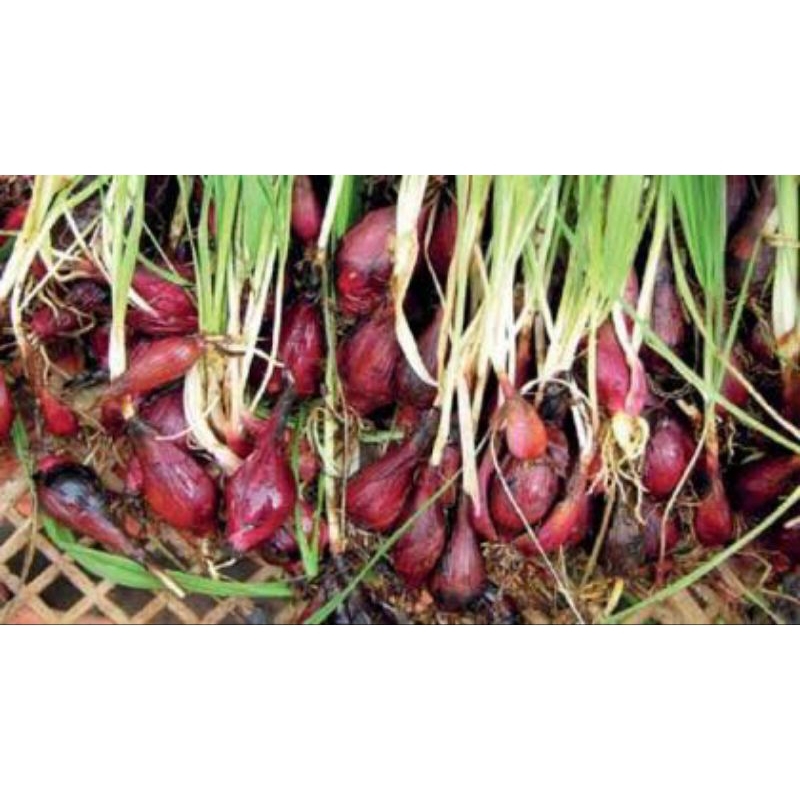 

BAWANG DAYAK KHAS KALIMANTAN ISI 100 GRAM