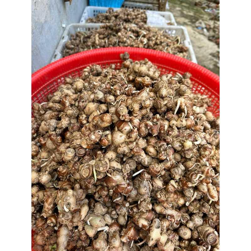 

kencur segar orderan bu vania