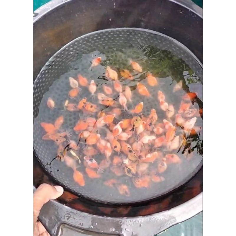 Bibit ikan koki mutiara size kacang mete paket 10 ekor