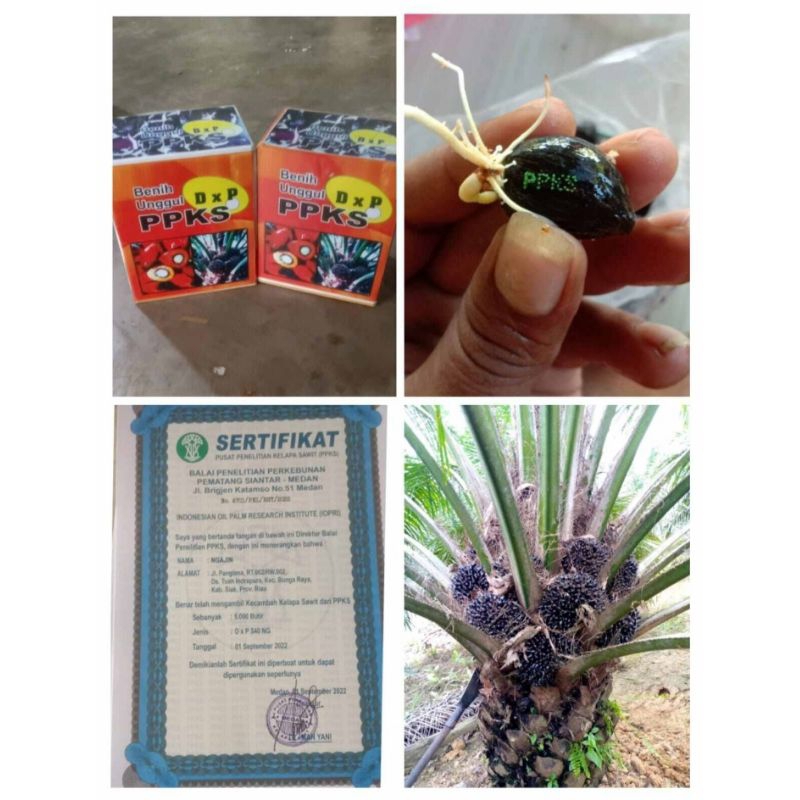 bibit kecambah sawit PPKS 540NG