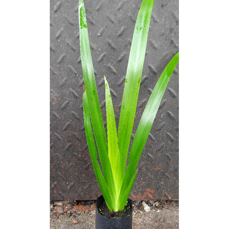 Bibit Jeringau Merah Asli Kalimantan / Dlingau Merah / Jeringau Umbi merah