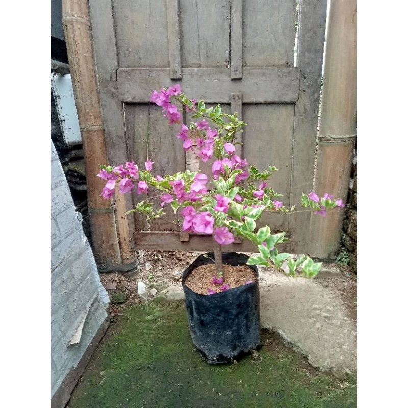 Tanaman bougenville ungu varigata