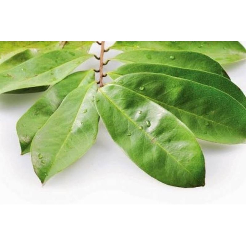 

Daun sirsak segar 50 lembar