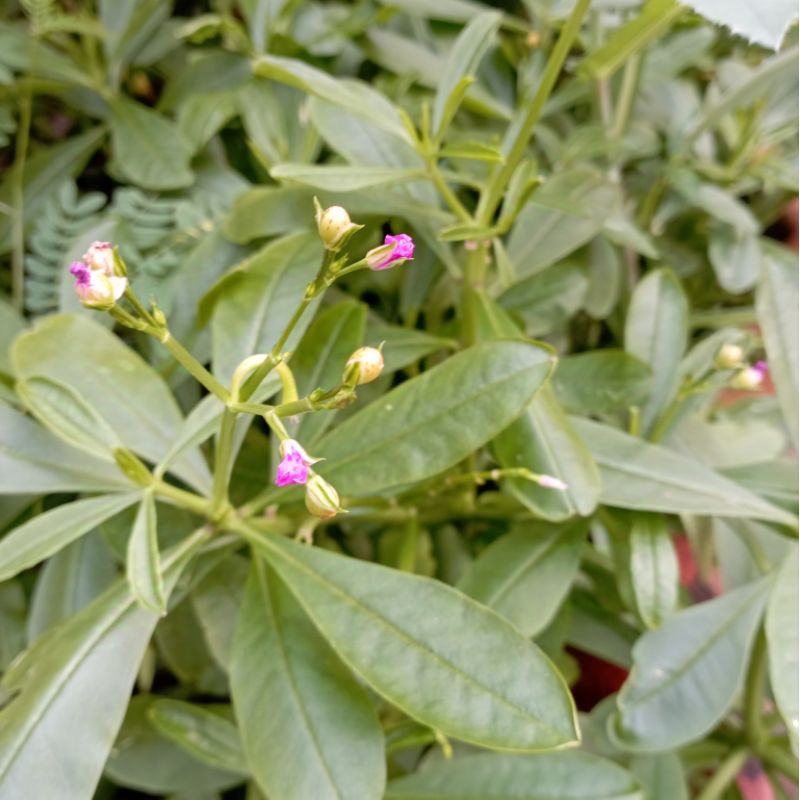 

DAUN GINSENG JAWA SEGAR 250GR